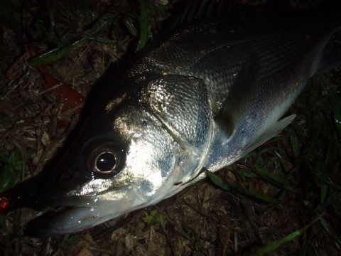 x5eo7zg33mkn8nd3t56j_920_690-a9dc08f4.jpg