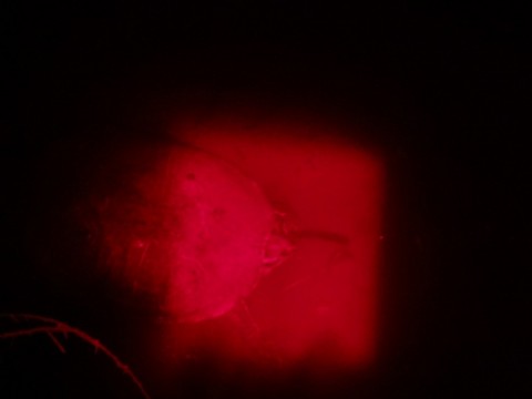 y92bpny5zpbsegjc6t8a_480_480-3b836738.jpg