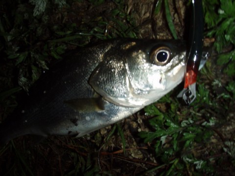 yadha2bp9v92w7rzru9u_920_690-1a307363.jpg