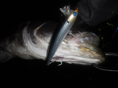 yf95jz9k48itk725xa6u_480_480-2205cf44.jpg