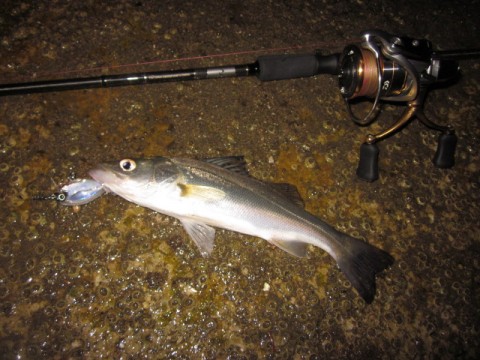 とくちゃんのぶち釣っちゃるんじゃけ！！】 クランクチニング