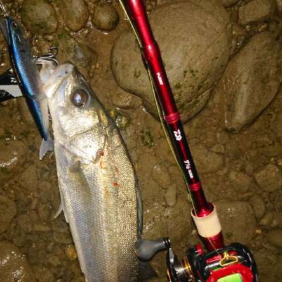 メール便対応！ ダイワ(DAIWA) 7 1/2 セブンハーフ 76XHB - 通販