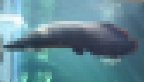 zfj9ryjy7mz97zddk646_480_480-2763b780.jpg
