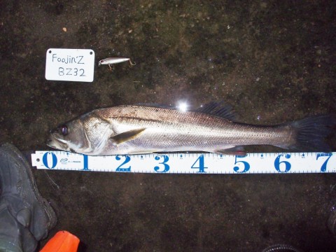 232k2mxrx9d4fikikrnd_480_480-ef9a11ae.jpg