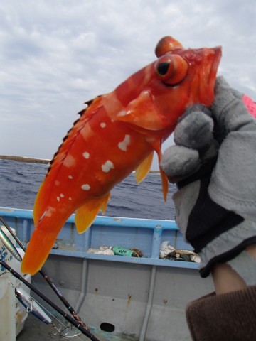 235hyo29k74k4t5ichv6_480_480-f6c7305b.jpg