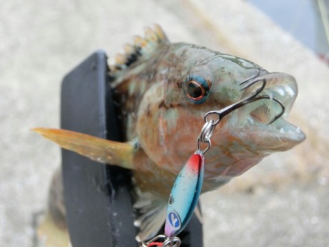 23m6r7p9vk9uhhhkrzcr_920_690-8d6abc53.jpg