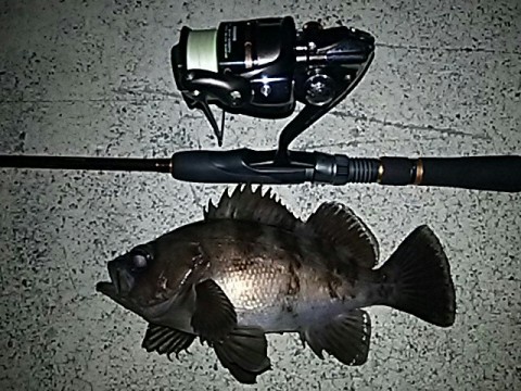 23w9t2x672gfrewaaahu_640_480-55a9078a.jpg