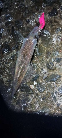 2424gejjprehytr6z788_480_480-3690d748.jpg