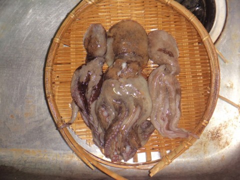 248zcyikho47mu4yedjm_480_480-7b2f79e4.jpg