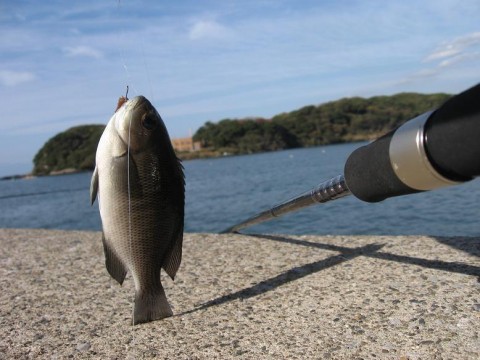 24LbzuiuaT2EFPOimNkC_480_480-b7e91096.jpg