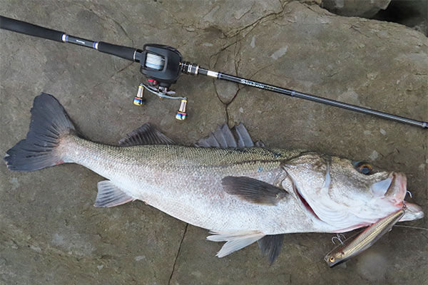Megabass Official Fimo Blog 淡路島 冬のランカーシーバス攻略 Megabass Official Fimo Blog 淡路島 冬のランカーシーバス攻略
