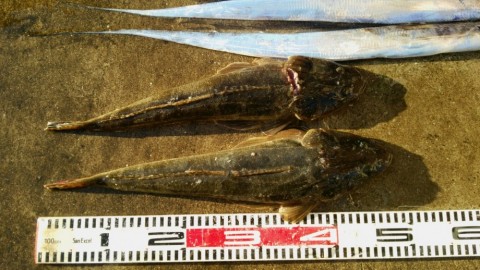 25guricerobz5bp8tjr4_480_480-417c8672.jpg