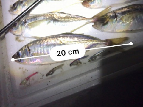 26sowpe88ah8cc8yc83f_480_480-bf85f85c.jpg