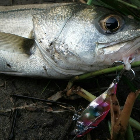 276by5db85b935s6mtn2_480_480-238065aa.jpg