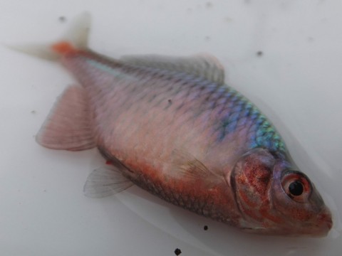 28iytb3uott9239fhztj_480_480-ea502748.jpg