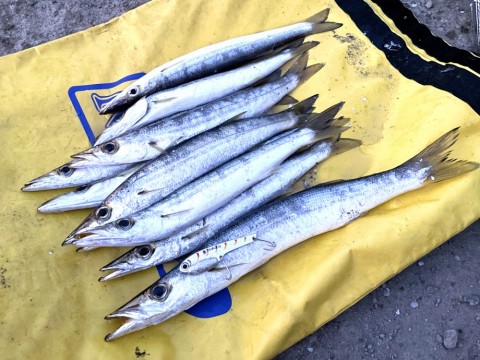 Fishful Days〜】 レガーメ 烈煌 インプレ