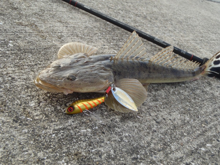 釣りログ お前が本命や