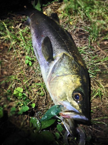 28phvasuguybdnictaow_480_480-3f67317e.jpg