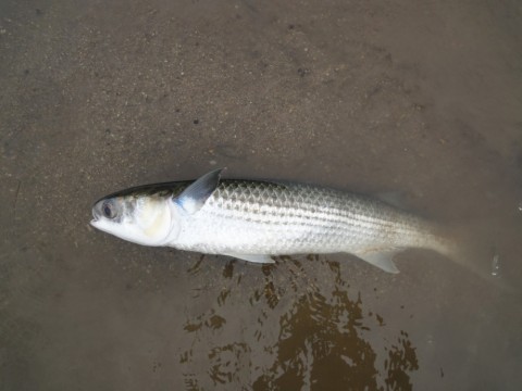 28pkiuugx4cxxx35cd6g_480_480-d5ae890c.jpg