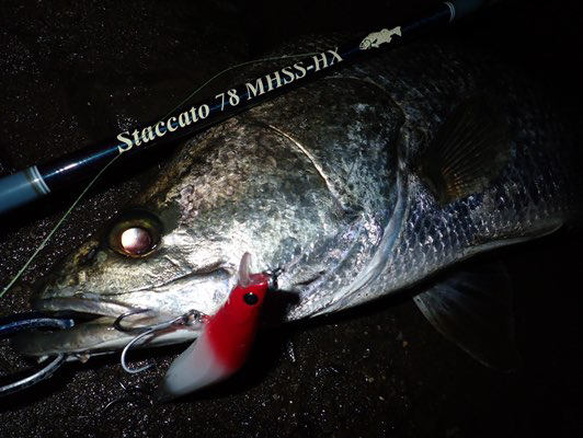 ☆ブログ☆Purple HazeクマVS浦戸湾の釣行記!!】 Tulala ☆ブログ☆Purple HazeクマVS浦戸湾の釣行記!!】 Tulala