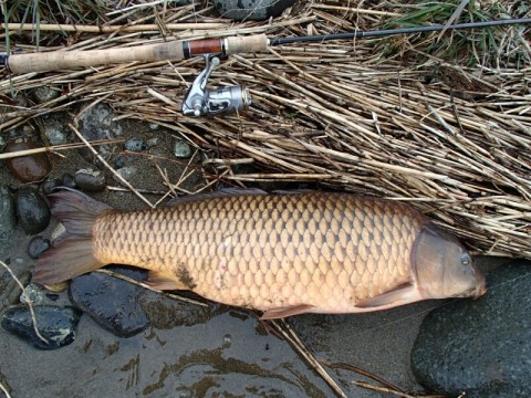 28zt3v66pka7drakdnni_480_480-c6dffe9f.jpg