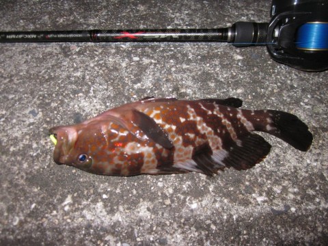2957gwag5vzwh7wxyuji_480_480-68277841.jpg