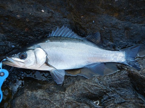 29muau8p58ozbjcf346c_480_480-7f669eb7.jpg