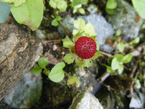 2a63nz67xcgm383mddcs_480_480-f2385048.jpg