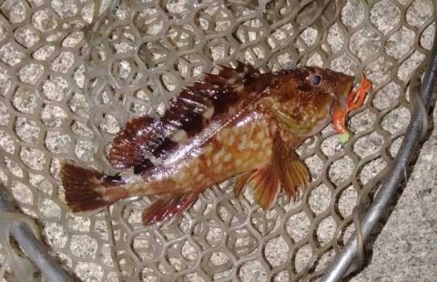 ガシラ15センチ
