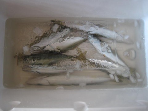 2axce9fhcjj927fhk83h_480_480-1be05179.jpg