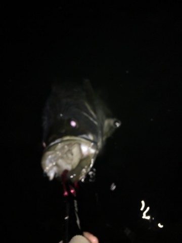 2ayhjhcopid4544sh9bf_690_920-f1470673.jpg
