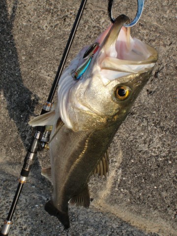 2b5hxfoj5xt398amxx76_480_480-294591b5.jpg