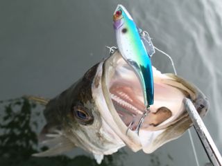 2f7m5ez8ti3wstgubpy3-c84ff361.jpg