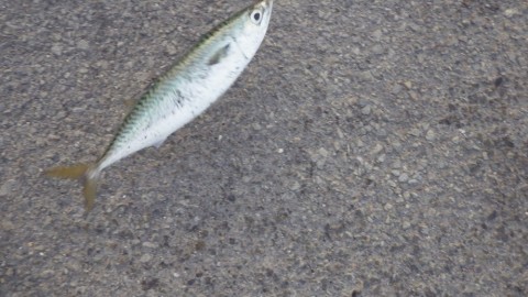 2fgsdr8h6utzo3vdii73_480_480-238700b4.jpg
