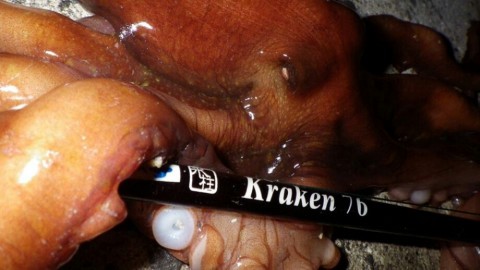 2fj83iy7h26iagb8imhu_920_518-e2451501.jpg