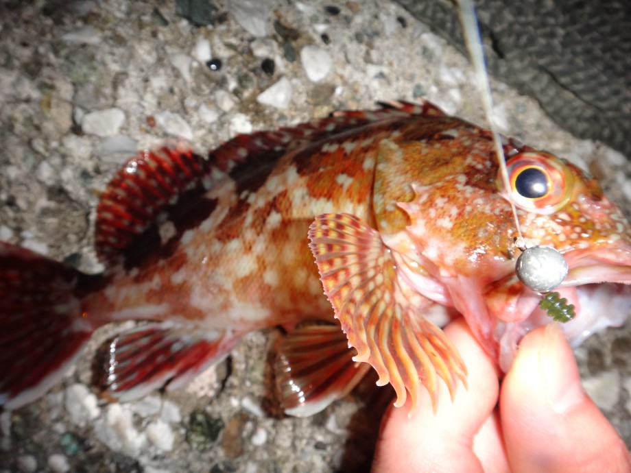 ブログ バスタックルなお手軽カサゴ釣り