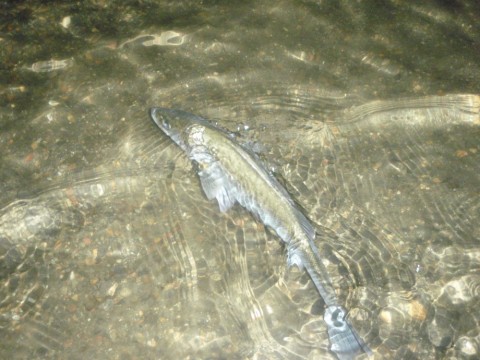 2foygvmgit4rbhrbfrx9_480_480-7dcd283e.jpg