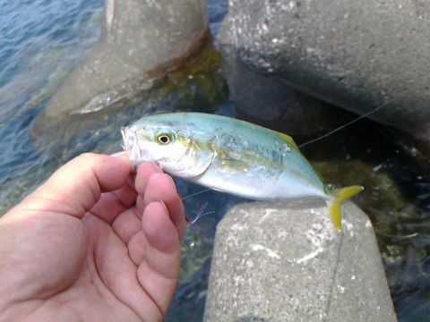 2g3tmdmjg54d5njsgfy4_480_480-4307ec19.jpg
