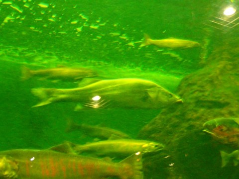 2gmxr8pic3djym67yvu5_480_480-bef76597.jpg