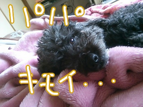 2hioizu4mc5knhvtz48u_480_480-ba3909cb.jpg