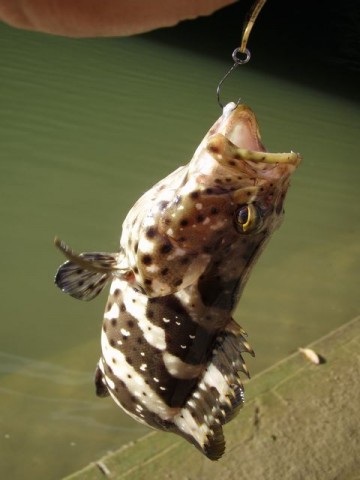 2hujppok8kuewcekg836_480_480-ae98fe8b.jpg