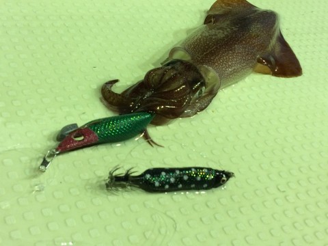 2iv25s36t76fhbfjjvde_480_480-cd4199f5.jpg