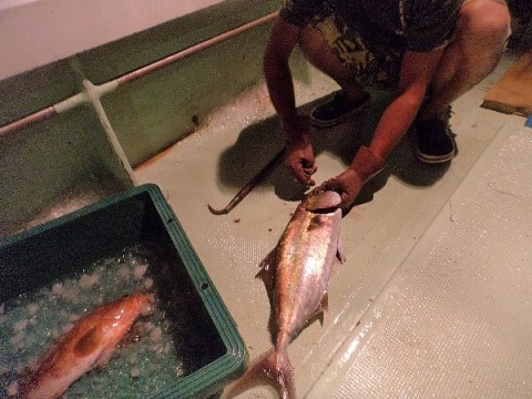 2j4hjf6ya9facoihauje_480_480-0abf4025.jpg
