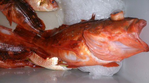 2j76ijhpoberadddirar_480_480-aaf4d5ca.jpg