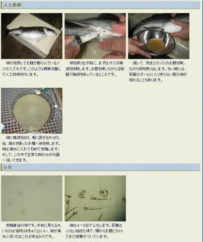 2j88hoh4278e5jgp399c_480_480-8667d6ec.jpg