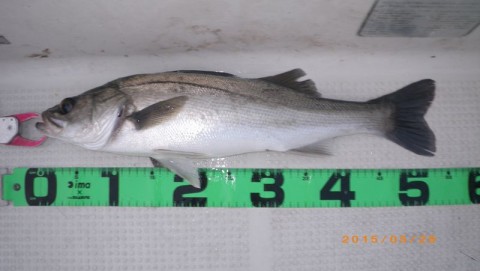 2j8sa9pnw9p5m63c6j5y_480_480-5575af4f.jpg