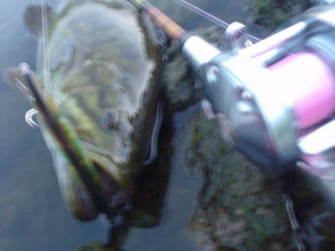2jdr2hc7n27ywpmygc5g_480_480-515ff03f.jpg
