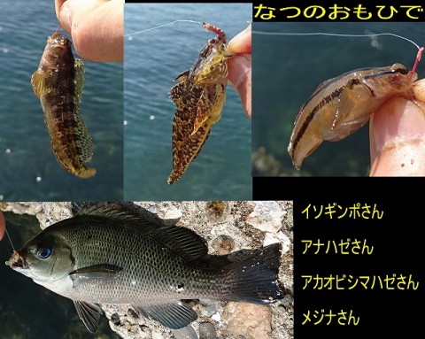 2ko2buakpbnuybeh9jk8_480_480-2013219d.jpg