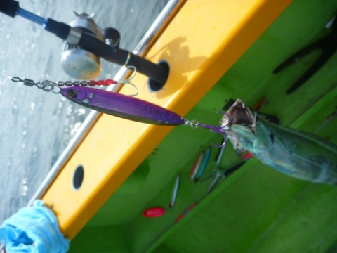 2mfugctkx898dbj3idz9_480_480-09d9fc37.jpg