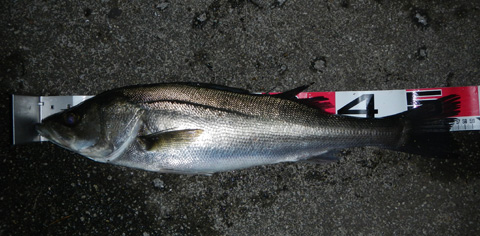 2mvacn2yuo57yd9gavjx-12a84c4b.jpg